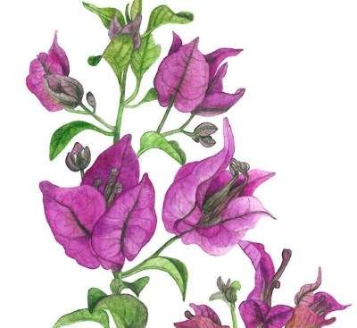 bougainvillea_glabra_thumb