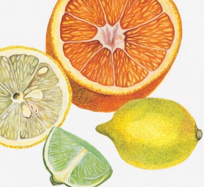 citrus_sp_thumb