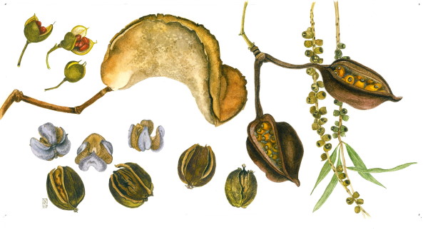 seeds_and_pods