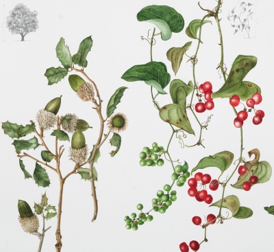 mediterranean_plants_thumb