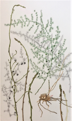 asparagus_acutifolius