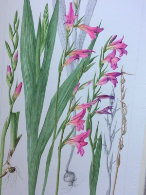 gladiolus_italicus