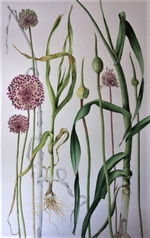 αllium_ampeloprasum