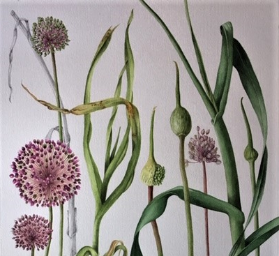 monocots_tumb