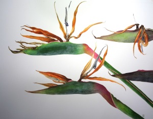 strelitzia_reginae_faded