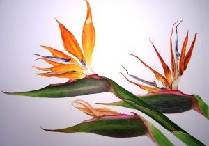 strelitzia_reginae_fading