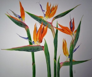 strelitzia_reginae_flowering