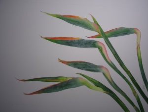strelitzia_reginae_in_bud