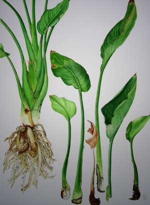 strelitzia_reginae_roots