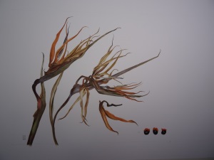 strelitzia_reginae_seeds