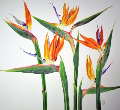 strelitzia_reginae_flowering_thumb